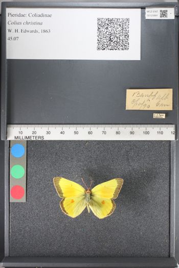 Media type: image;   Entomology 123991